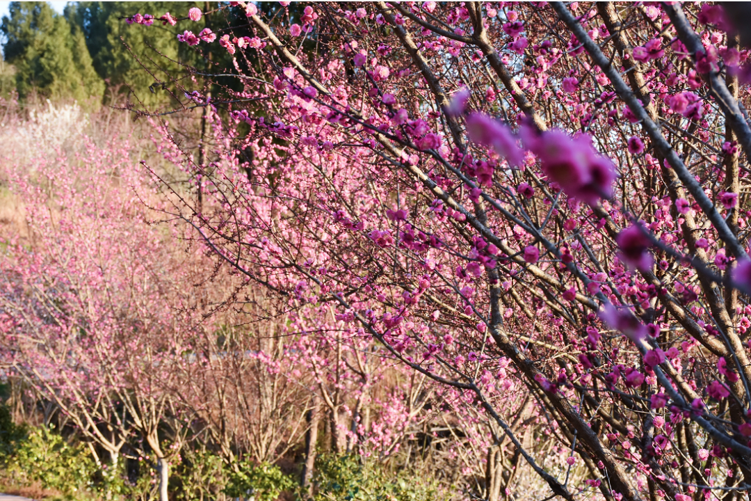 花开天府 安逸四川 | 去广元，一起看春天！