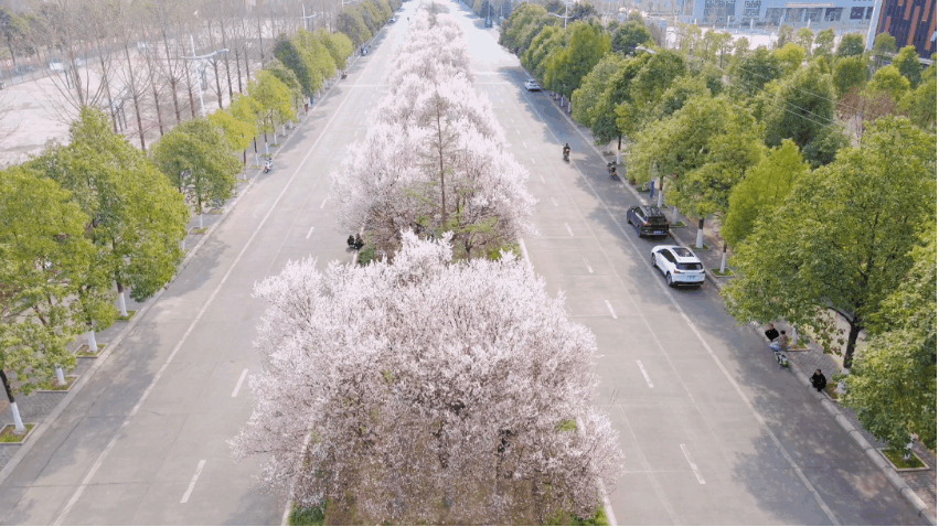 花开天府 安逸四川 | 去广元，一起看春天！