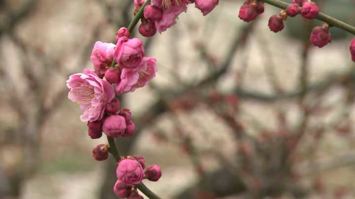 长兴：游人沉醉“中国红梅之乡”