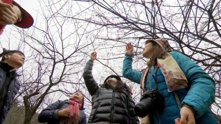 长兴：游人沉醉“中国红梅之乡”
