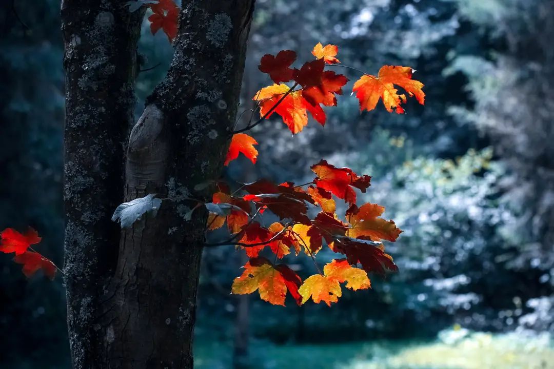 夜读｜有一种勇敢，叫“算了”