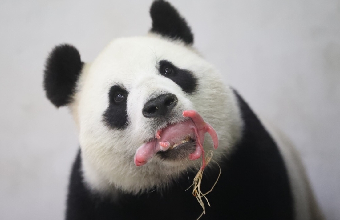 全球联系|熊猫“天山”与比利时粉丝的糟糕延伸