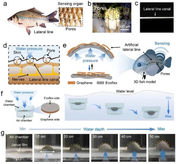 鱼侧线传感系统启发的水下传感系统研究取得进展