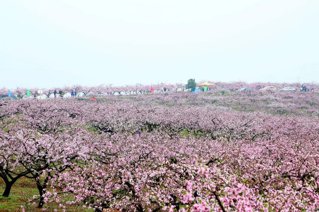 春游湖北旅游名村，寻觅“向往的生活”！