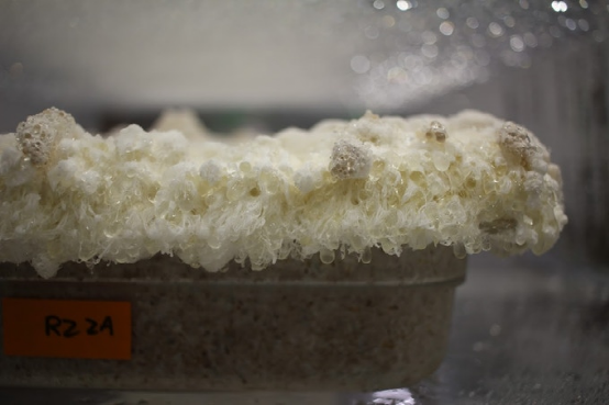 mylo是利用菌丝体生产的,戴姆勒将其描述为"蘑菇的地下根状结构".