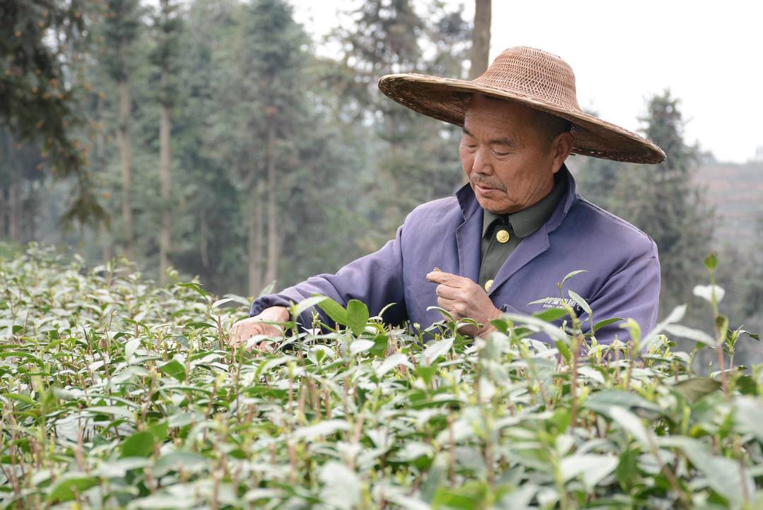 峨眉山是哪个省(四川峨眉山市23万亩春茶开采 为千亿川茶产业奉上一杯“峨眉好茶”)