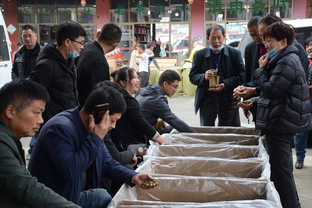 峨眉山是哪个省(四川峨眉山市23万亩春茶开采 为千亿川茶产业奉上一杯“峨眉好茶”)