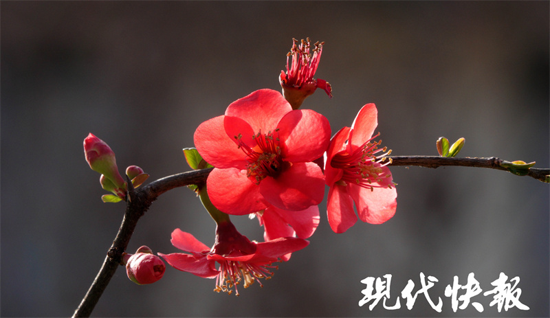 回眸處 又是一年海棠花開 天天看點