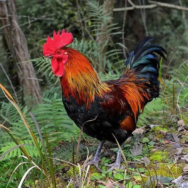 花开天府 安逸四川｜游蜀道登雄关，春意渐浓访剑阁