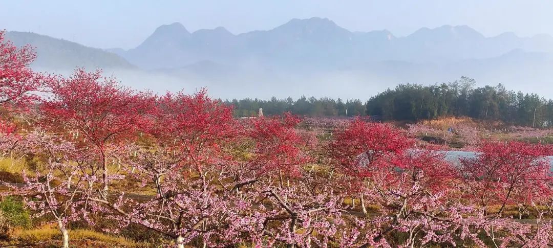 桃花朵朵开,请查收江油桃花地图