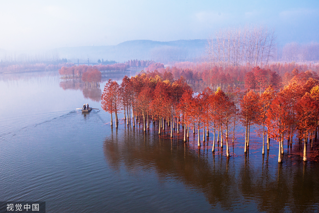 乔木日：进入中国最美丽的森林