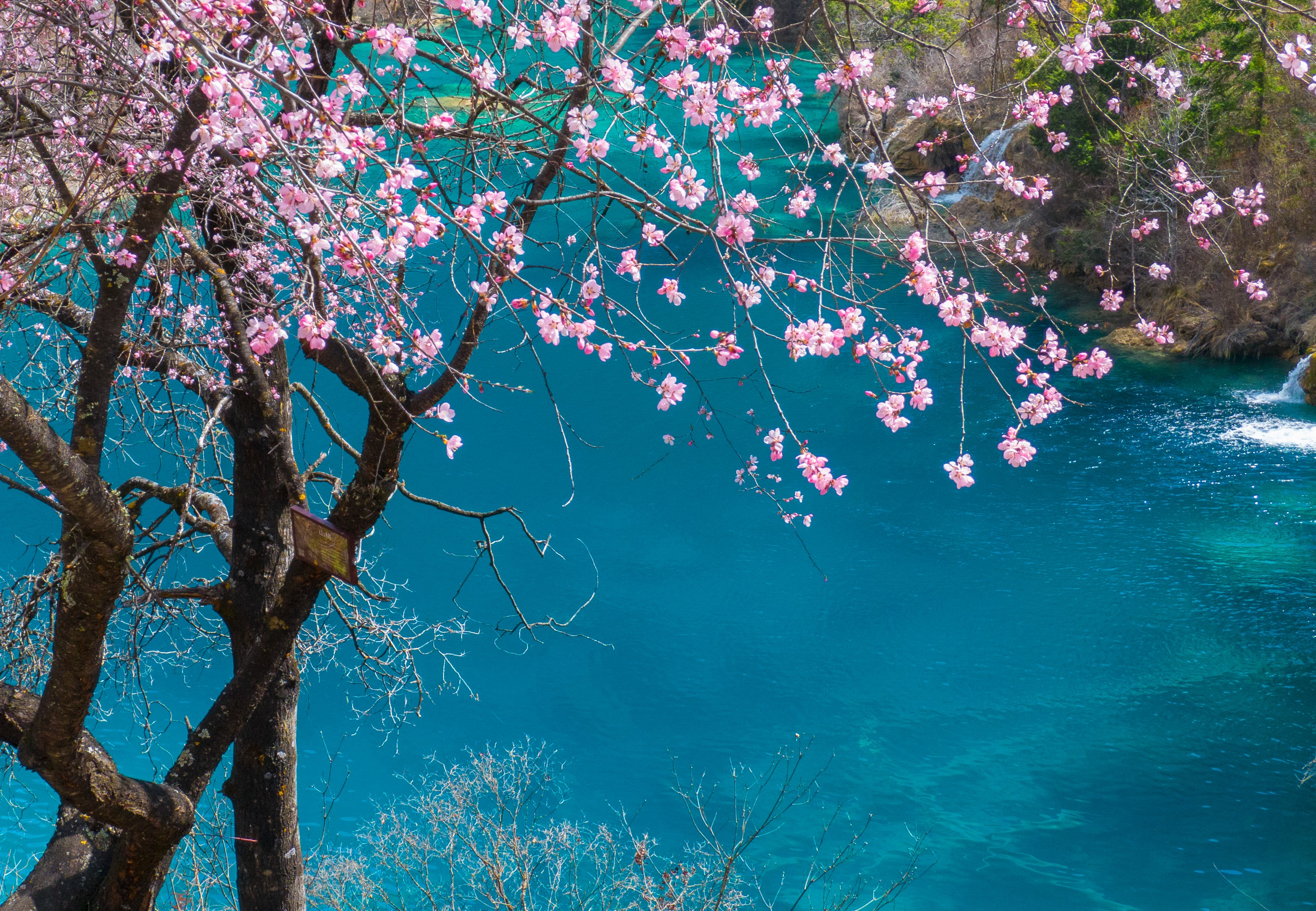 披上“桃花春装”的九寨沟有多美？