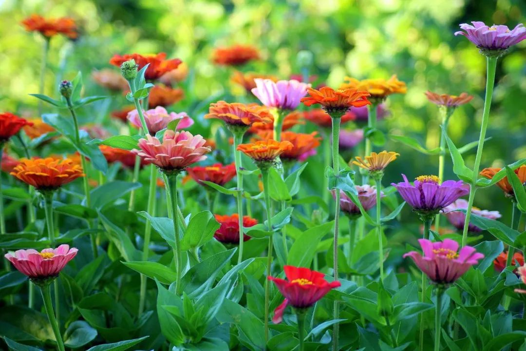 夜读 | 花朝节：美好总会伴着花开而来