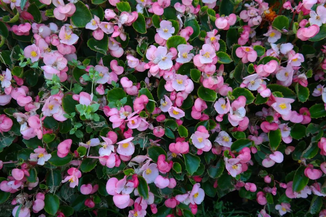 夜读 | 花朝节：美好总会伴着花开而来