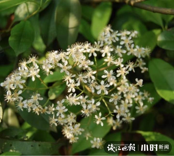 石楠花什么梗(“石楠梗”听过？最近它开花了 据说有一股“生命的味道”)