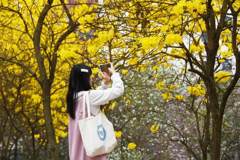 黄花风铃烂漫开