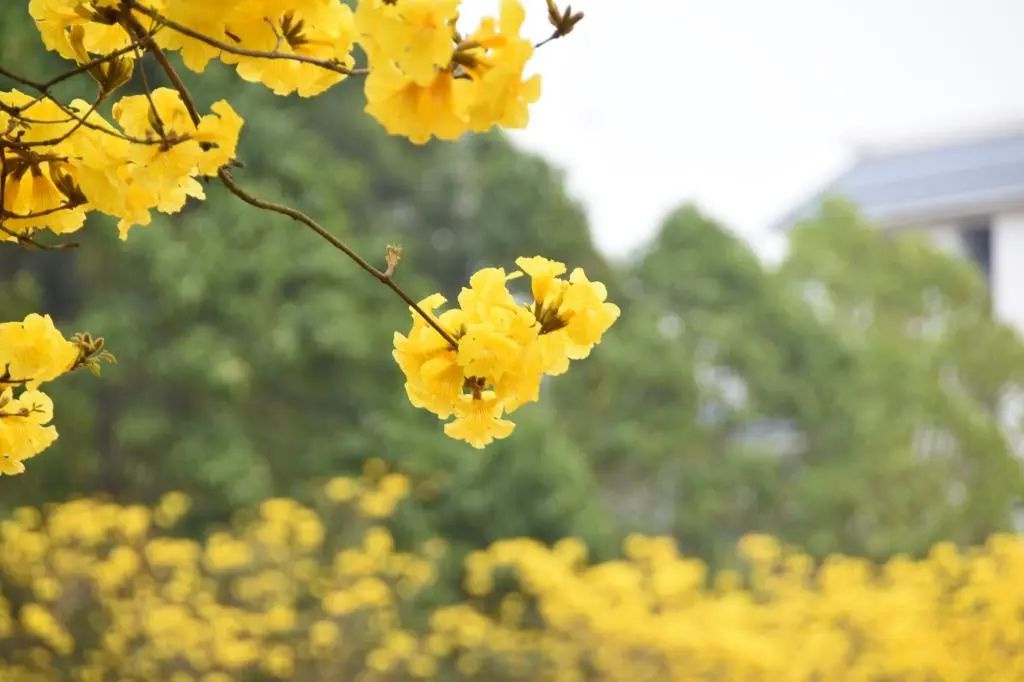 黄花风铃烂漫开