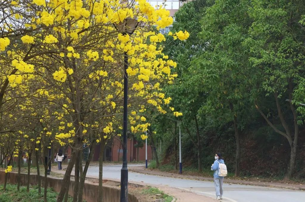 黄花风铃烂漫开