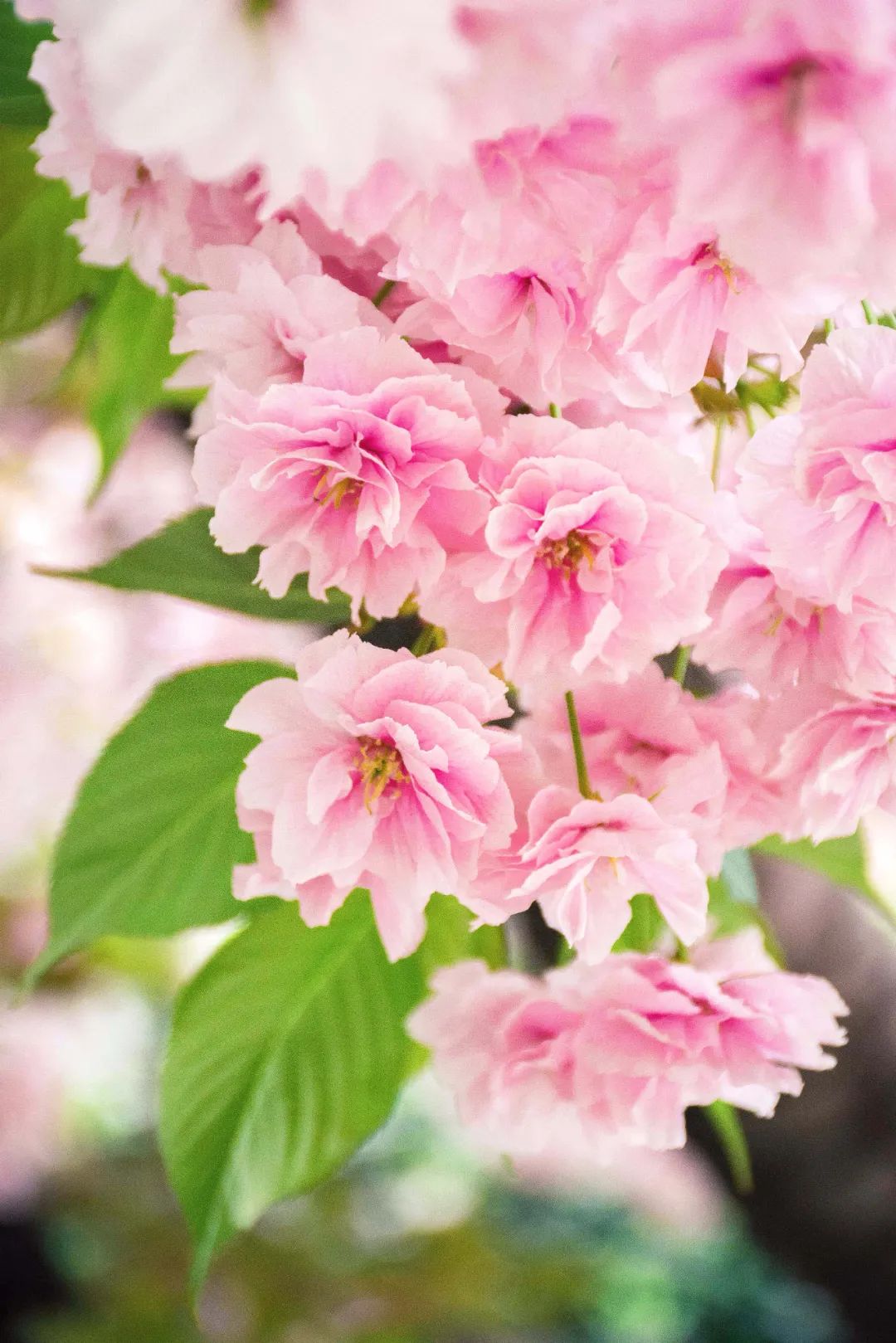 大美中国 | 不能出门看樱花？三万里中国云赏樱地图请查收