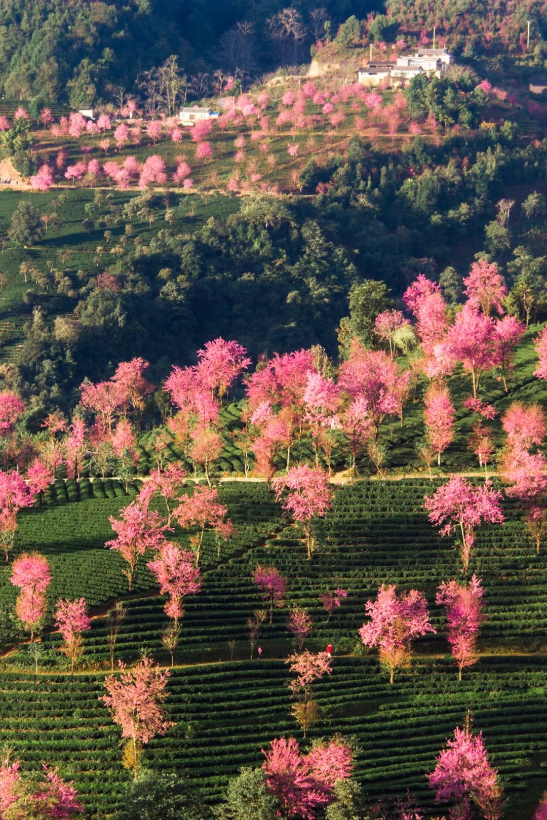 大美中国 | 不能出门看樱花？三万里中国云赏樱地图请查收