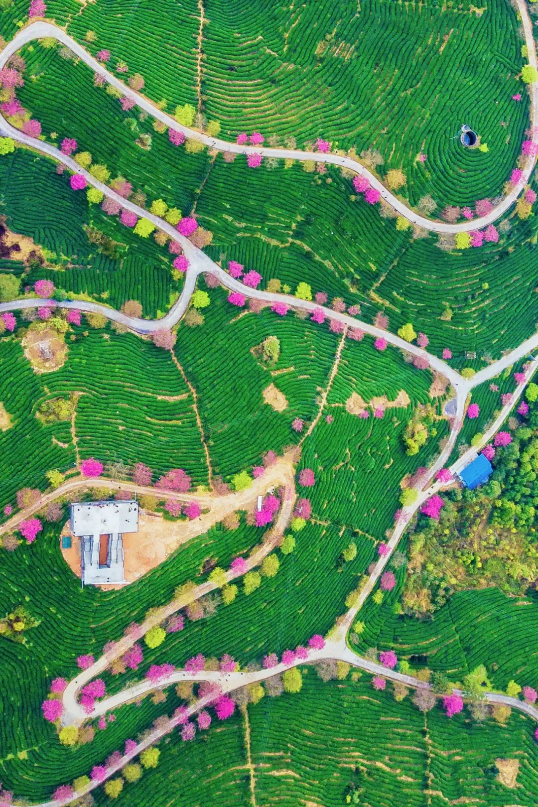 大美中国 | 不能出门看樱花？三万里中国云赏樱地图请查收