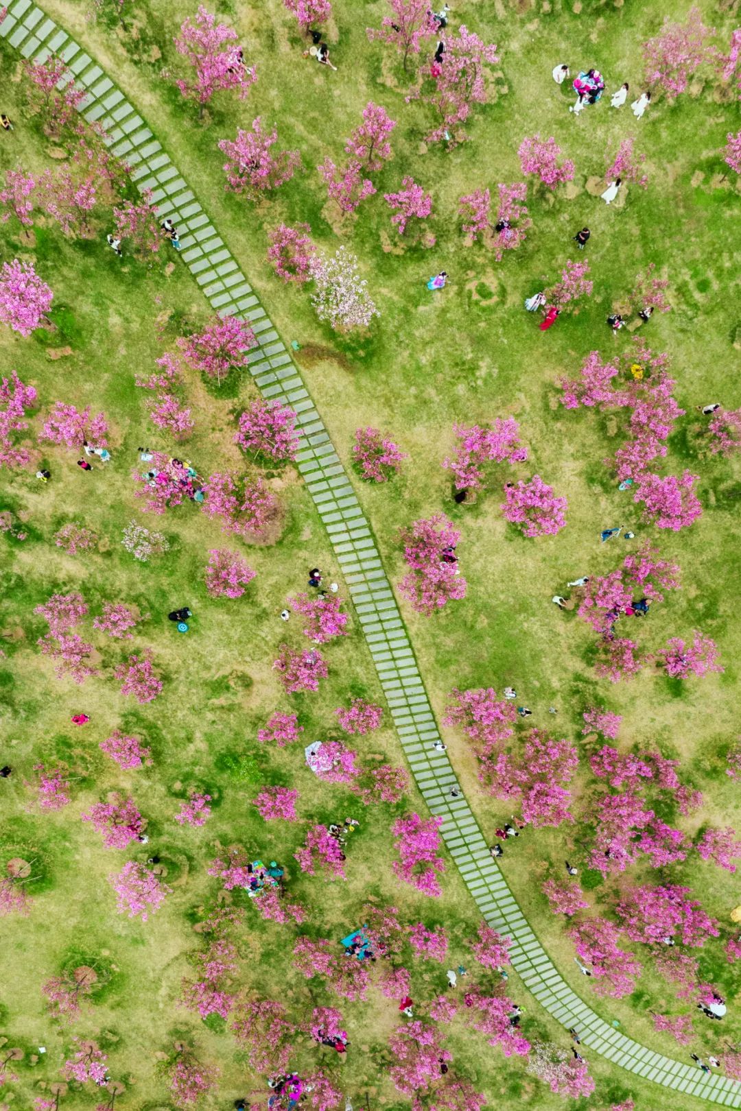 大美中国 | 不能出门看樱花？三万里中国云赏樱地图请查收