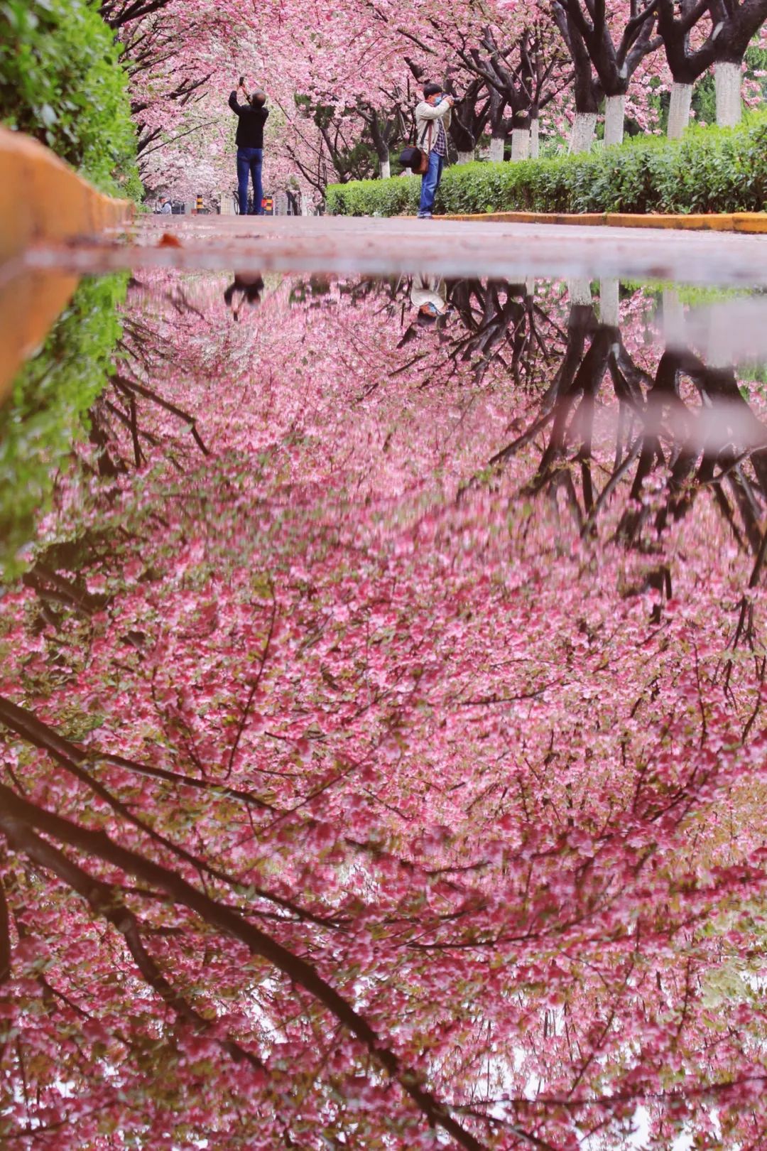 大美中国 | 不能出门看樱花？三万里中国云赏樱地图请查收