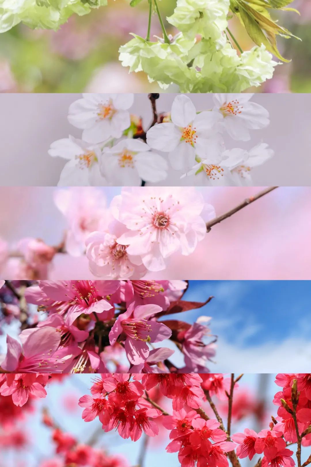 大美中国 | 不能出门看樱花？三万里中国云赏樱地图请查收