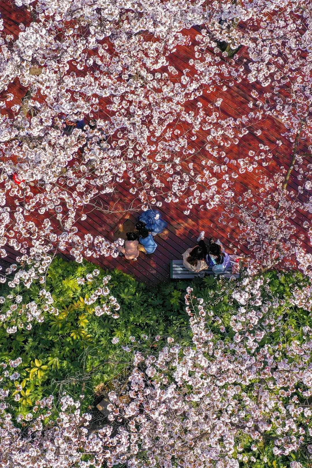 大美中国 | 不能出门看樱花？三万里中国云赏樱地图请查收
