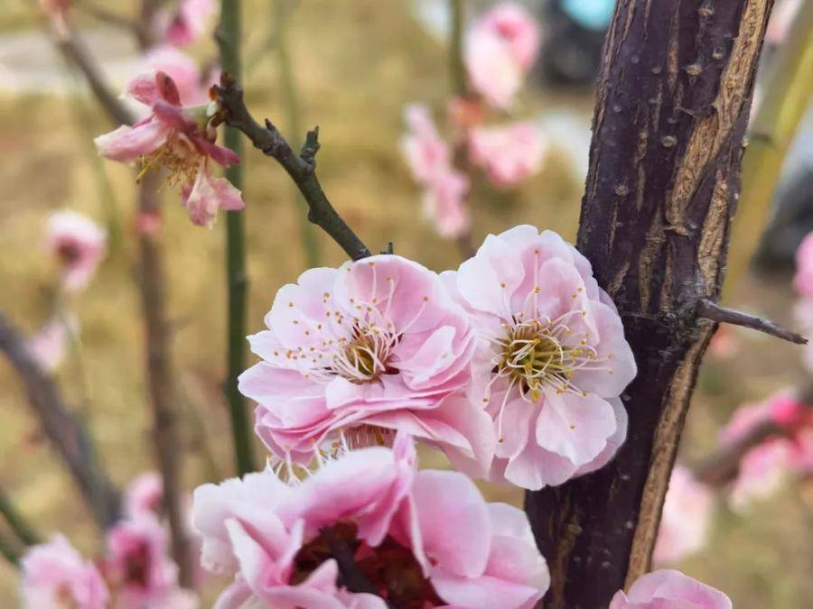 共享校园春光｜山东师范大学：春色平分，同你共赏