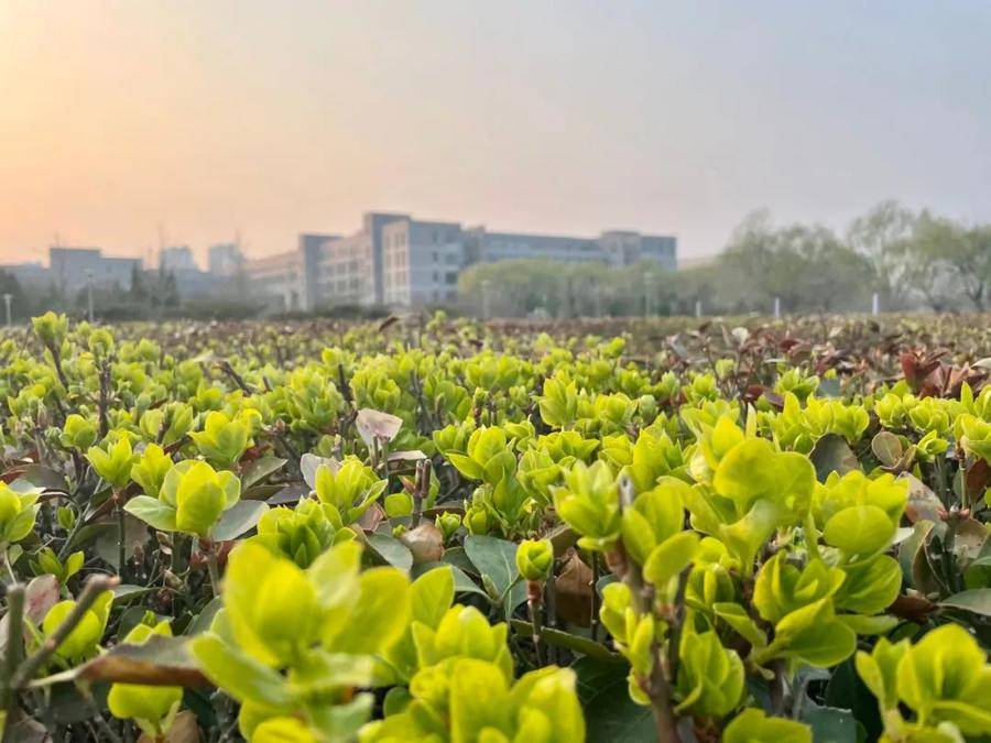 共享校园春光｜山东师范大学：春色平分，同你共赏