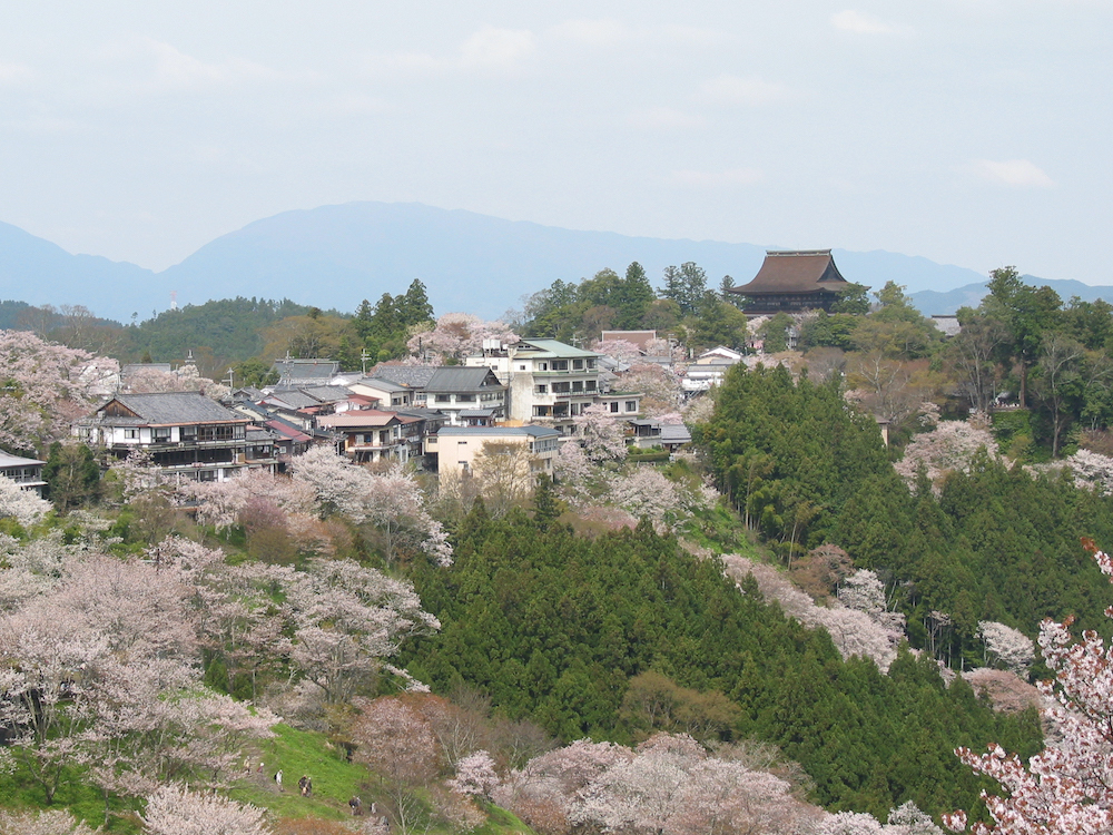 染井吉野樱花图片（揭秘称霸樱花界的染井吉野花）