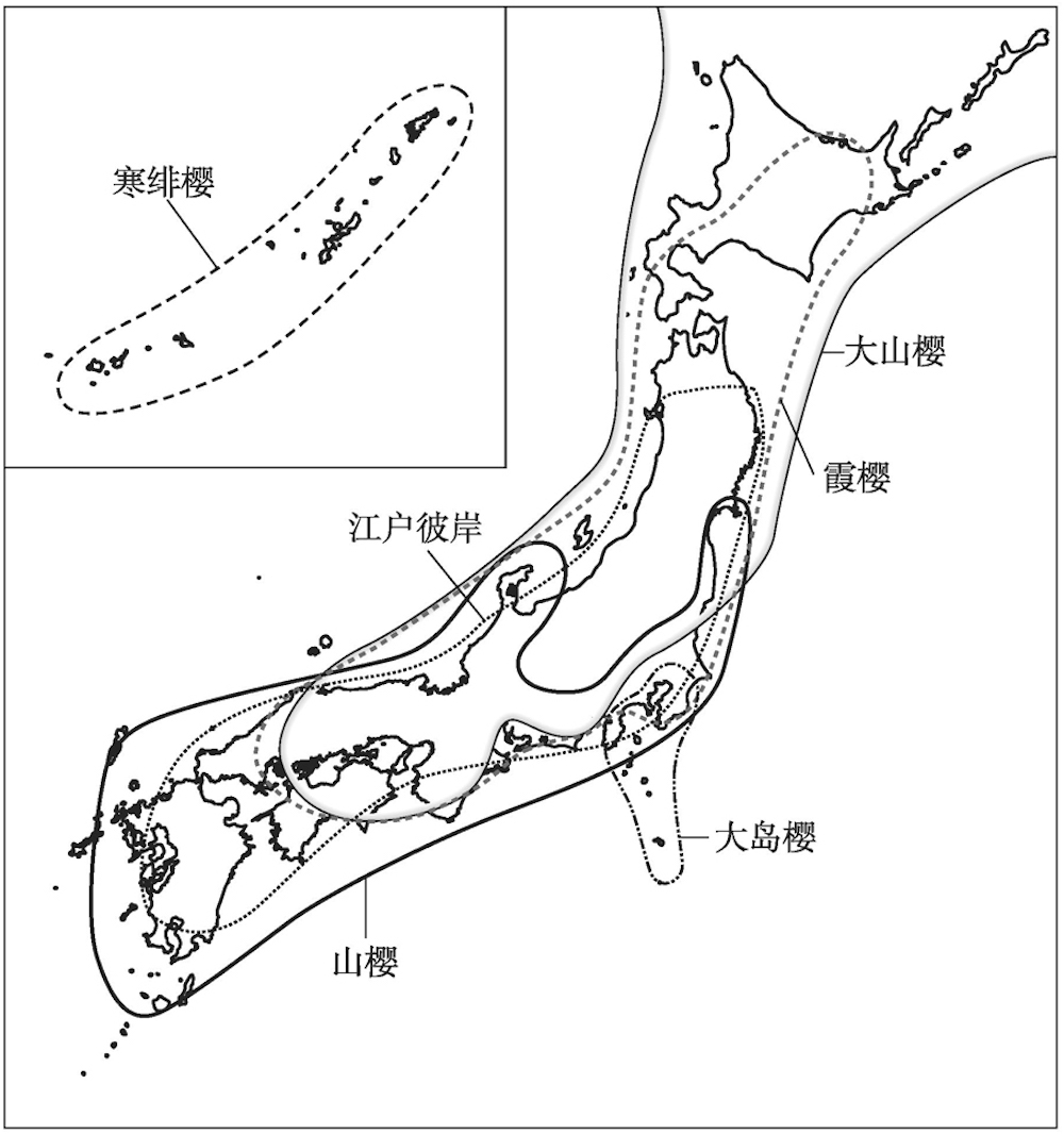 染井吉野樱花图片（揭秘称霸樱花界的染井吉野花）