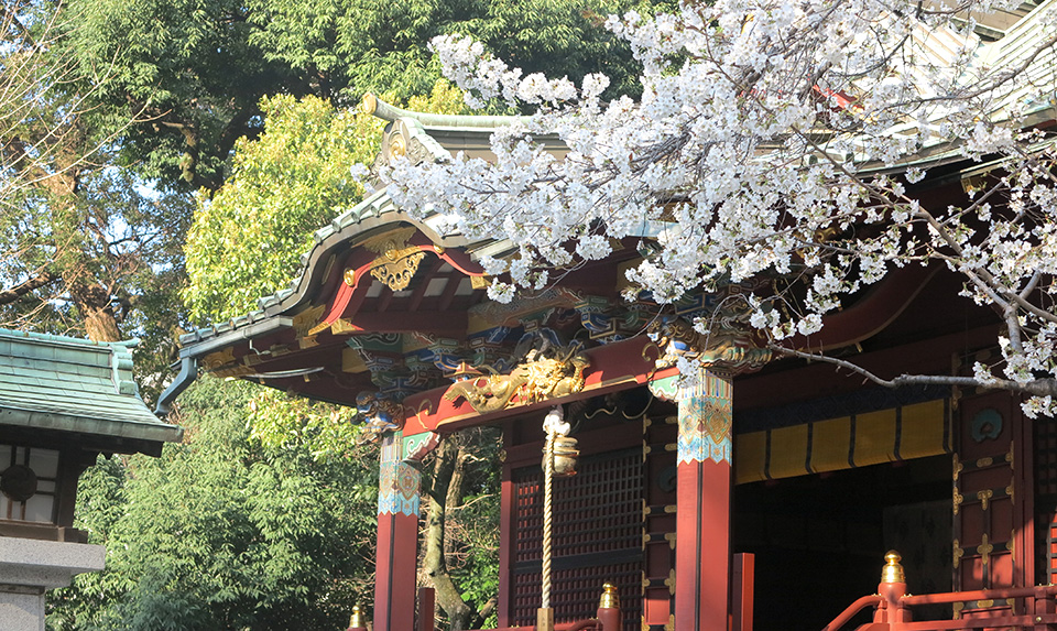 染井吉野樱花图片（揭秘称霸樱花界的染井吉野花）