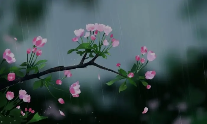 青未了｜杨依天：雨后，花开荼蘼