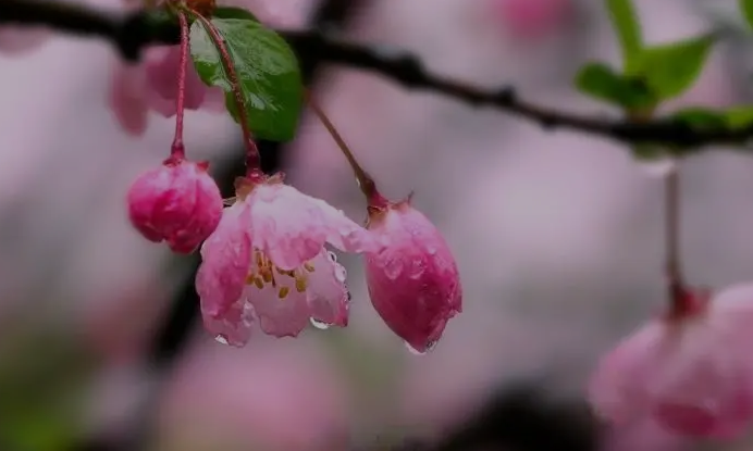 青未了｜杨依天：雨后，花开荼蘼