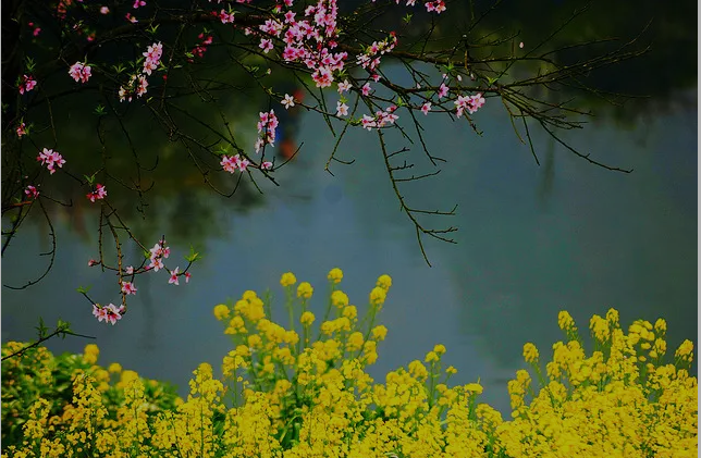 青未了｜杨依天：雨后，花开荼蘼