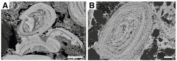 科学家揭示元古宙中期地球为低氧状态