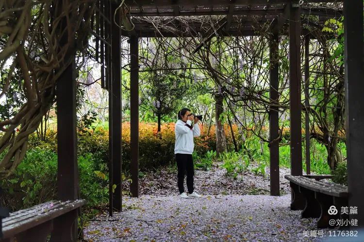 不负春光，紫藤花开