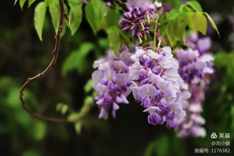 不负春光，紫藤花开