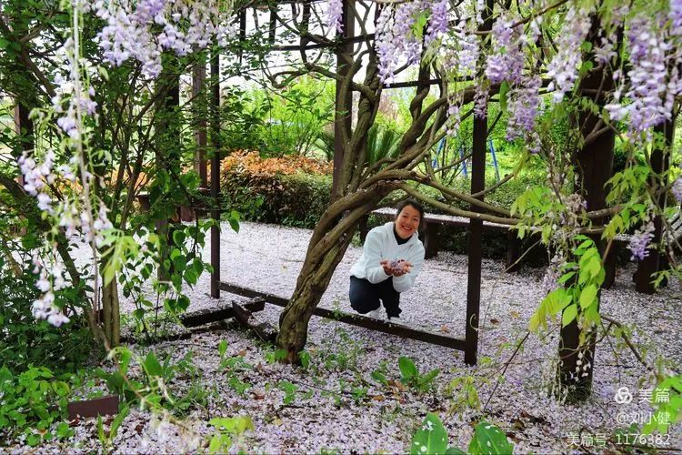 不负春光，紫藤花开