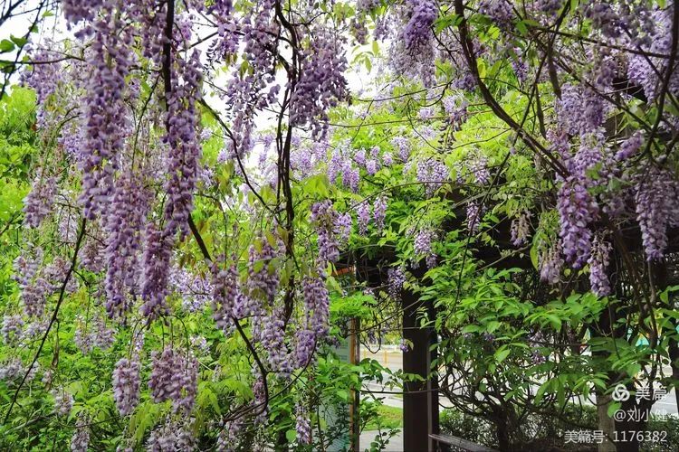 不负春光，紫藤花开
