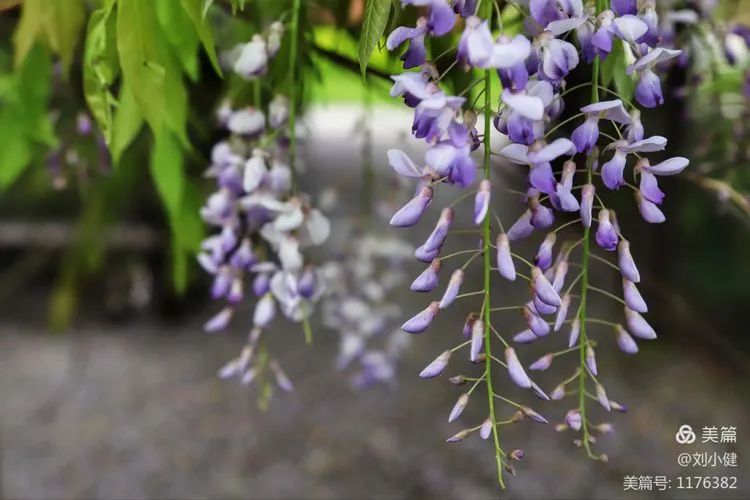 不负春光，紫藤花开