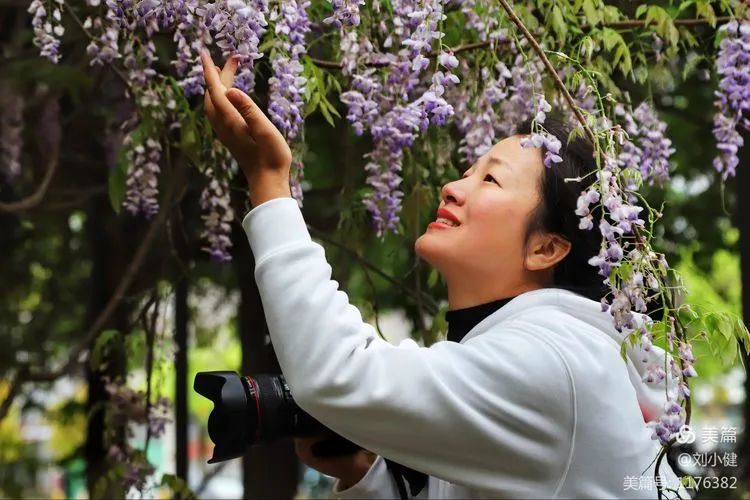 不负春光，紫藤花开