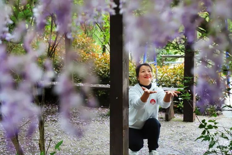 不负春光，紫藤花开