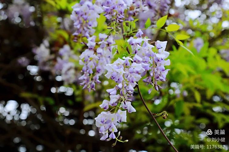 不负春光，紫藤花开