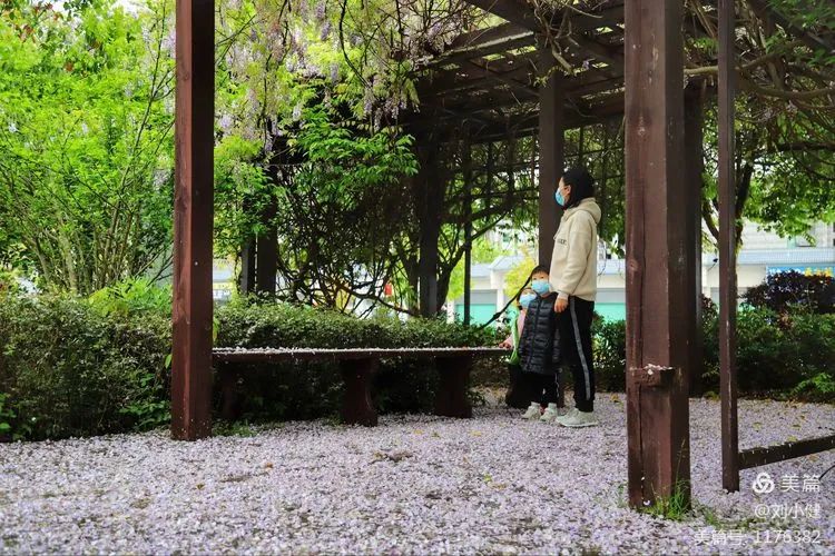 不负春光，紫藤花开