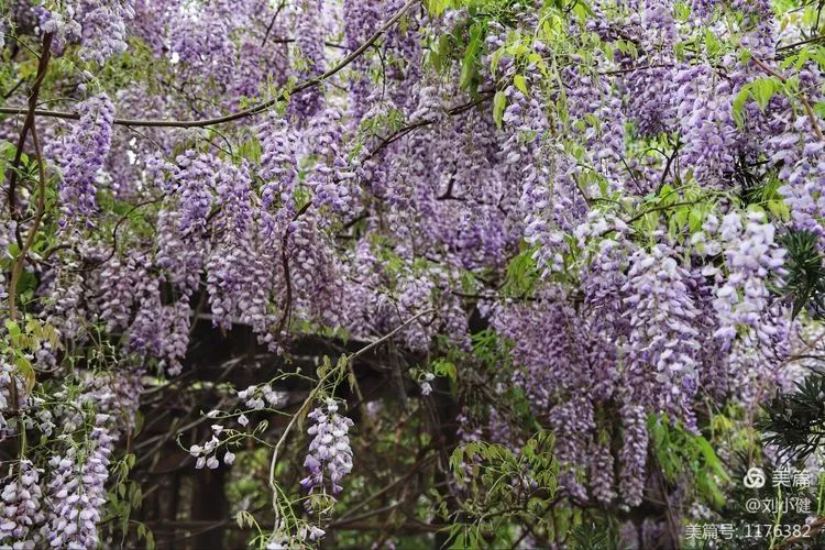 不负春光，紫藤花开
