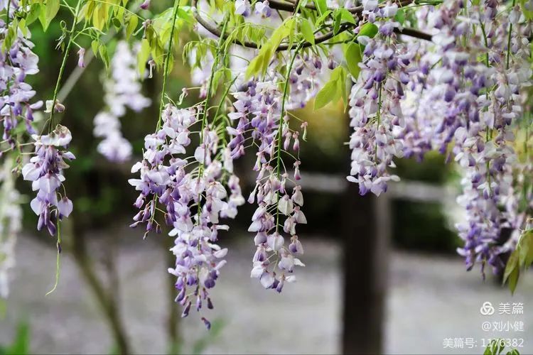 不负春光，紫藤花开