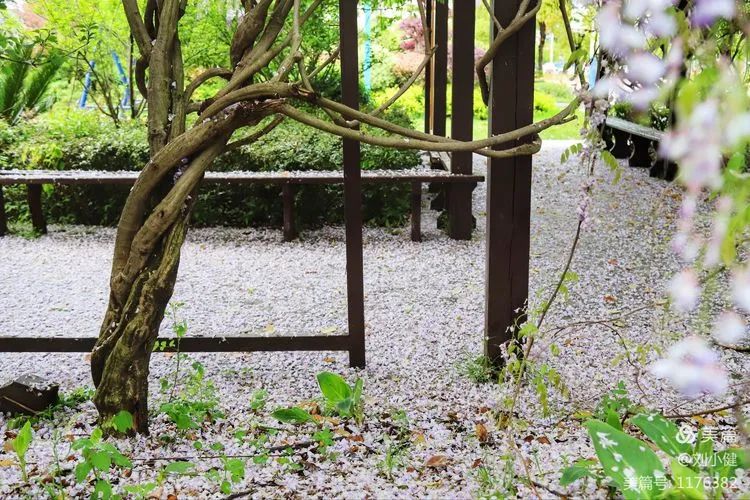 不负春光，紫藤花开